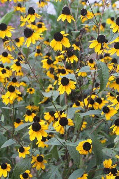 Rudbeckia triloba - Brown-eyed Susan