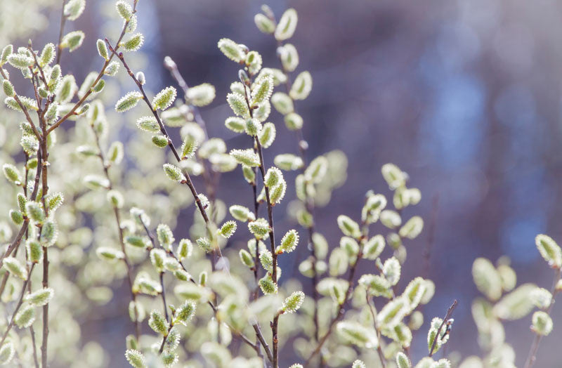 Salix discolor - Pussywillow