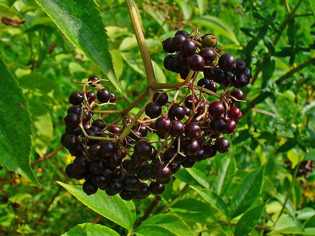 Elderberry