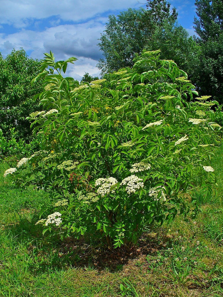 Elderberry