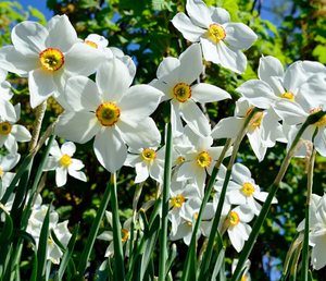 Naumkeag Daffodil Bulbs - 2024 Preorder for Fall Planting