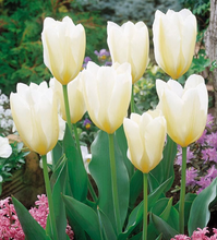 Load image into Gallery viewer, Naumkeag Tulip Bulbs - 2024 Preorder for Fall Planting
