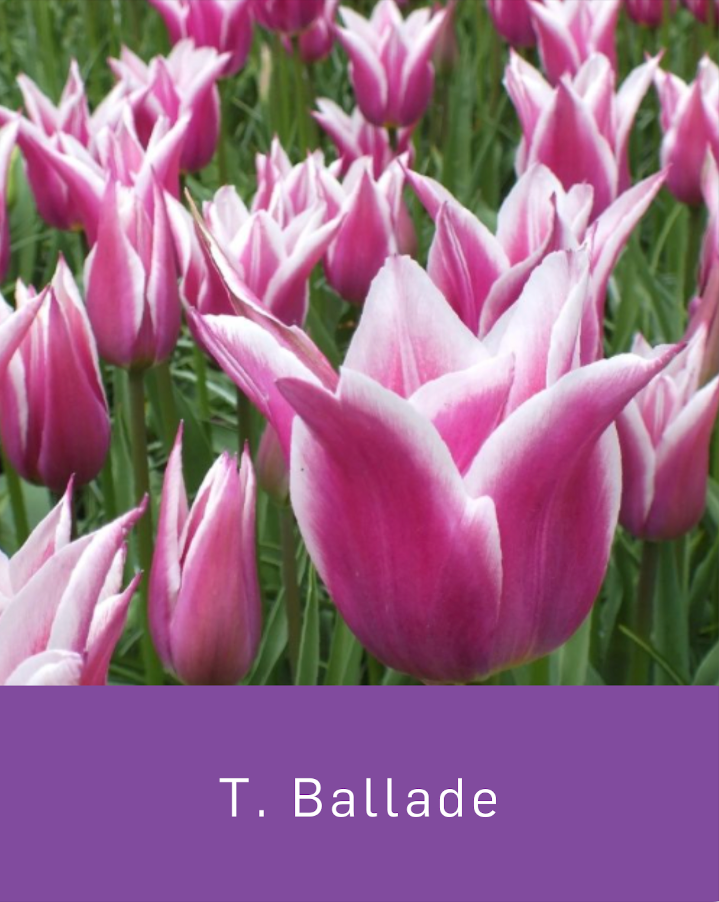 Naumkeag Tulip Bulbs - 2025 Preorder for Fall Planting
