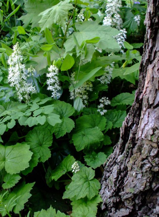 Tiarella cordifolia - Foamflower