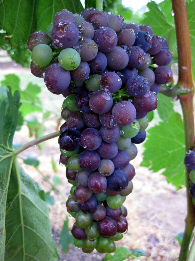 Table Grapes