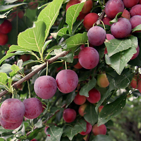 American Plum