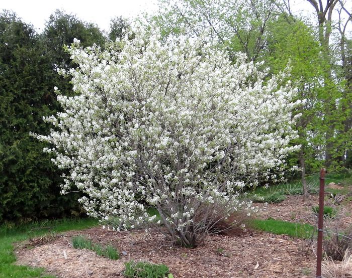 Serviceberry