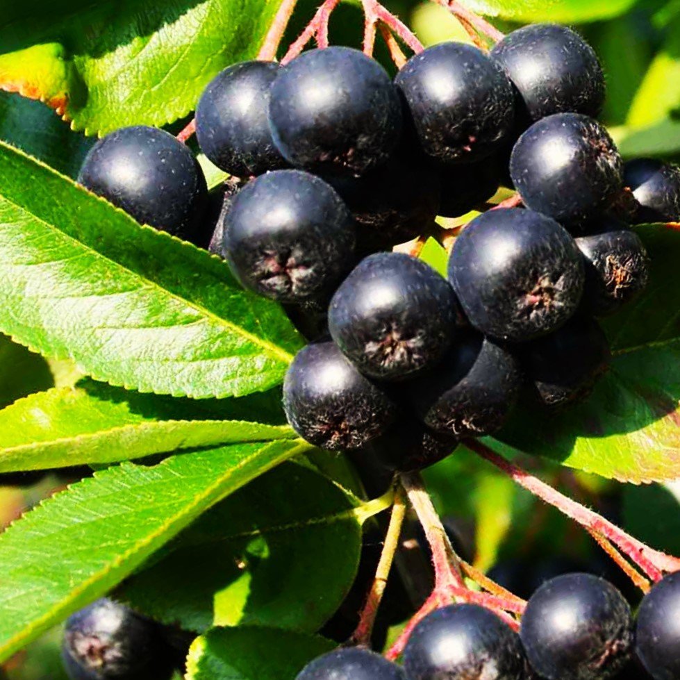 Black chokeberry (Aronia)