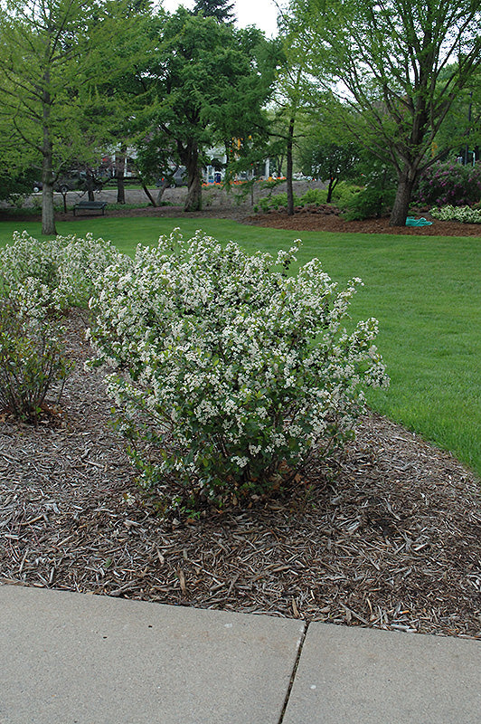 Black chokeberry (Aronia)