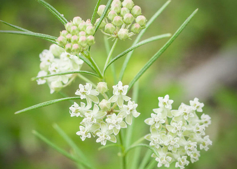 Asclepias verticillata - Whorled milkweed