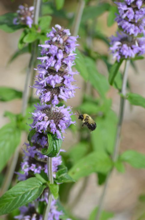 Blephilia ciliata - Downy wood mint