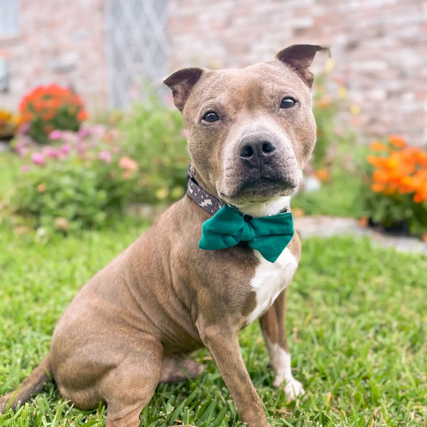 Pet Bow Tie Made From Recycled Sarees - Small