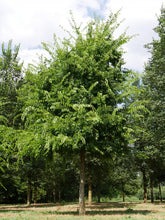 Load image into Gallery viewer, Celtis occidentalis - Hackberry
