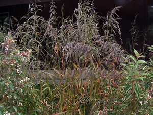 Cinna arundinacea - Wood Reed Grass