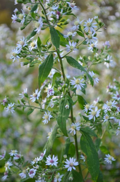Symphyotrichum cordifolium - Blue wood aster