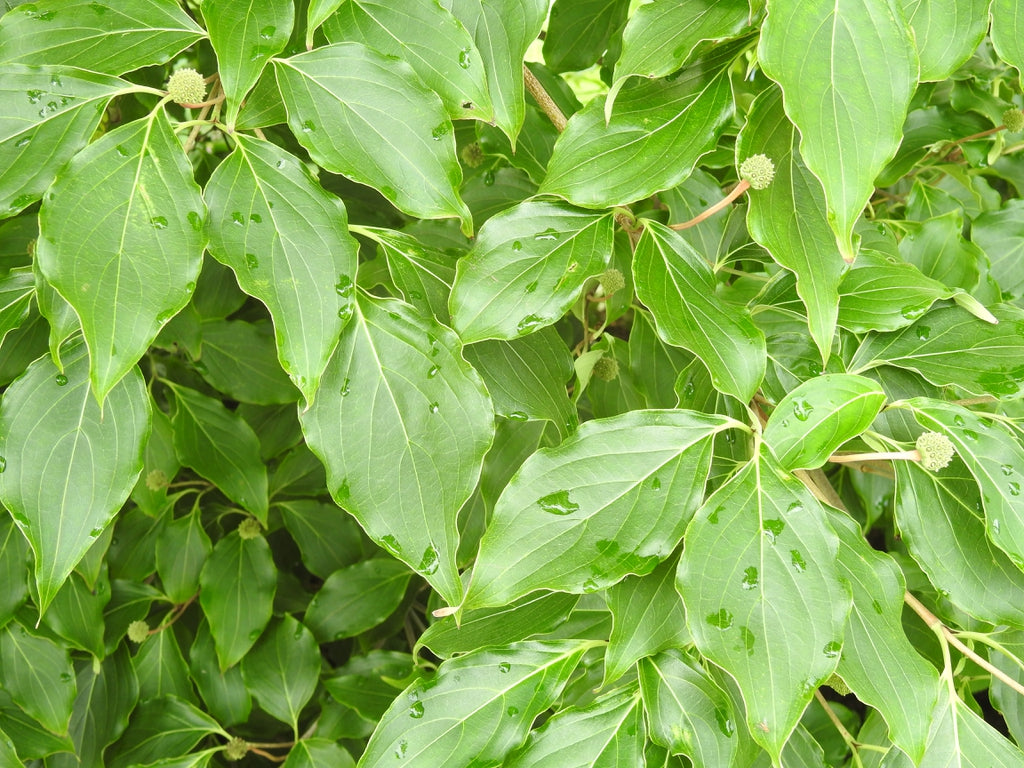Kousa Dogwood