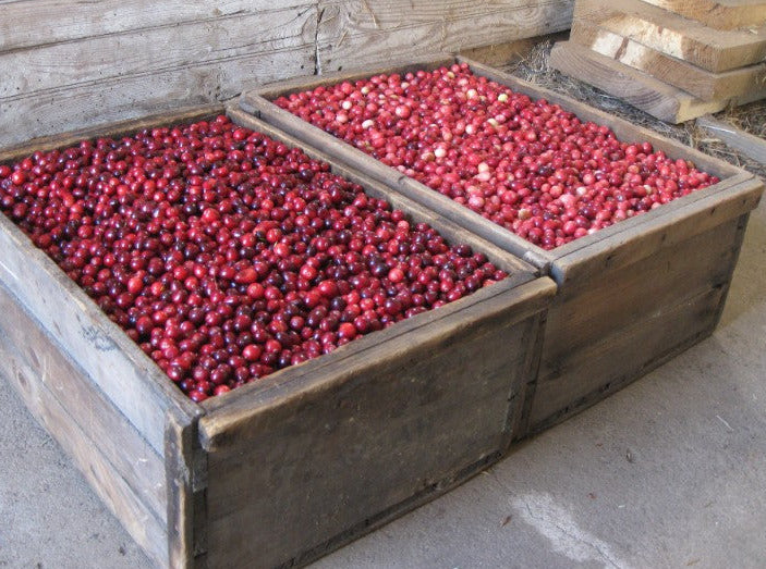 Fresh, Local, Heirloom Cranberries