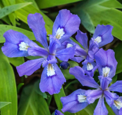 Iris cristata- Dwarf Crested Iris