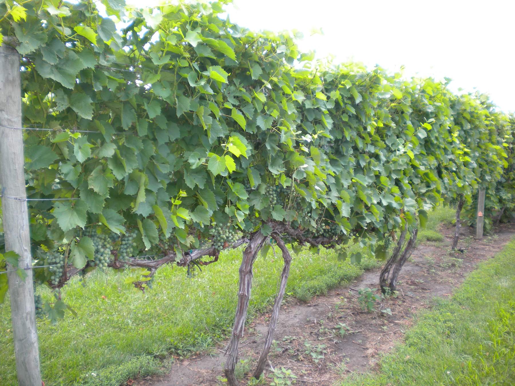 Table Grapes