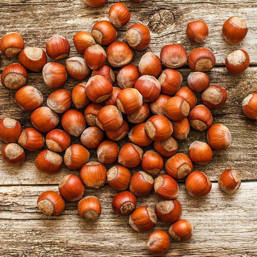 American Hazelnut