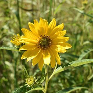 Helianthus pauciflorus - Showy Sunflower