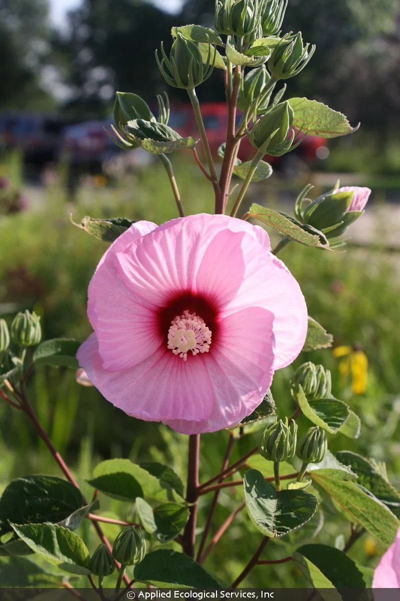 Hibiscus laevis- Halberdleaf Rose Mallow