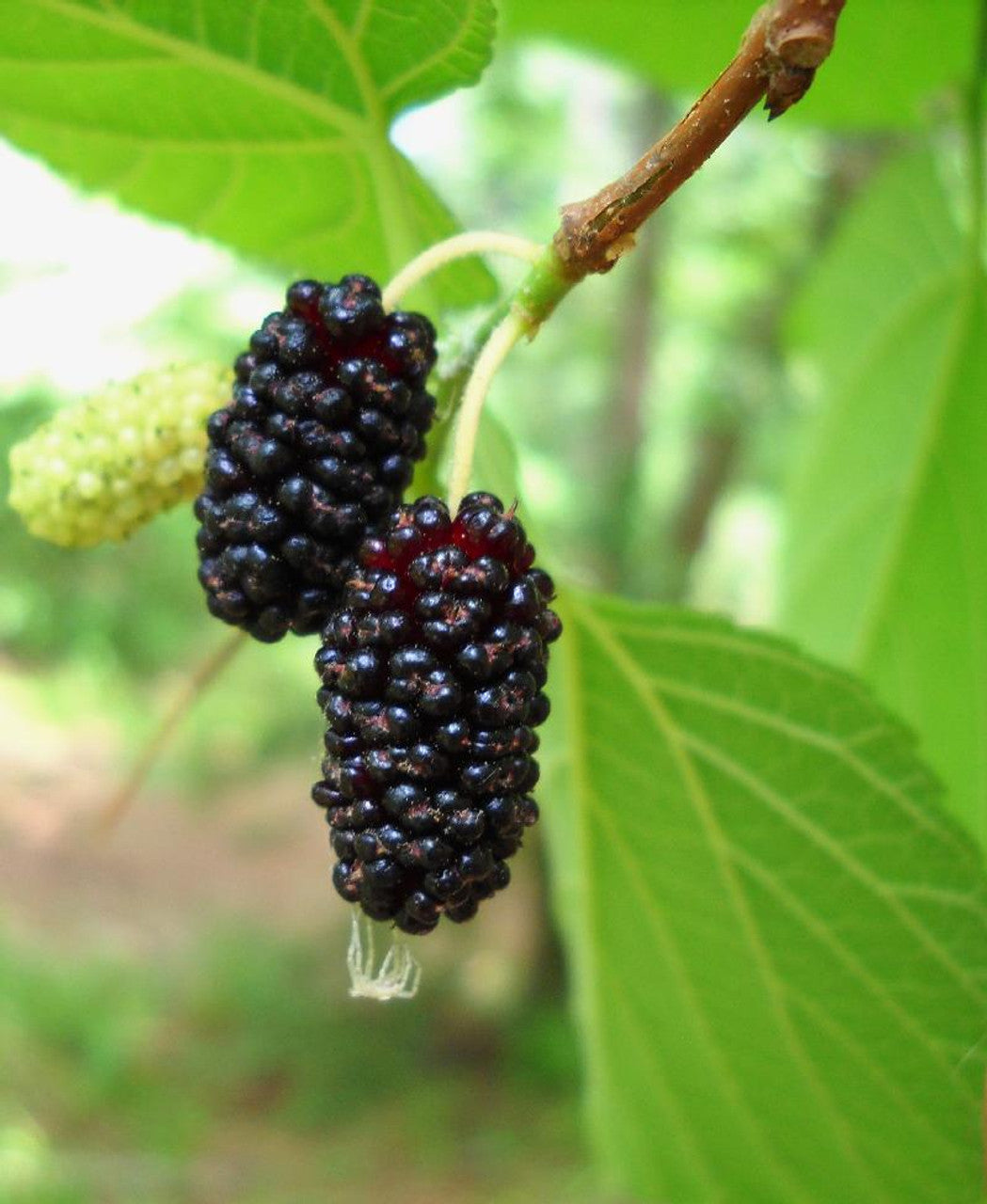 Red Mulberry