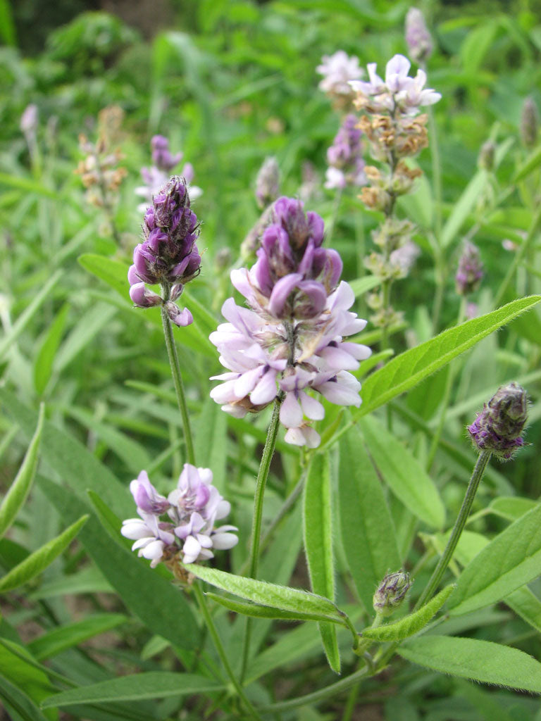 Orbexilum pedunculatum - Sampson' Snakeroot