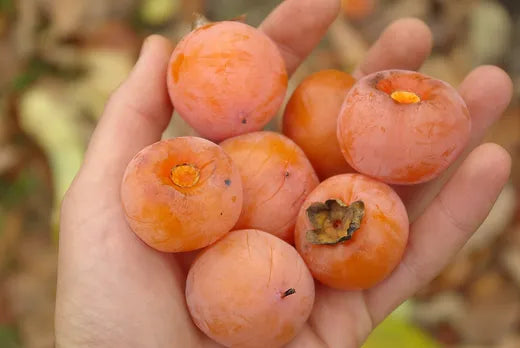 American Persimmon