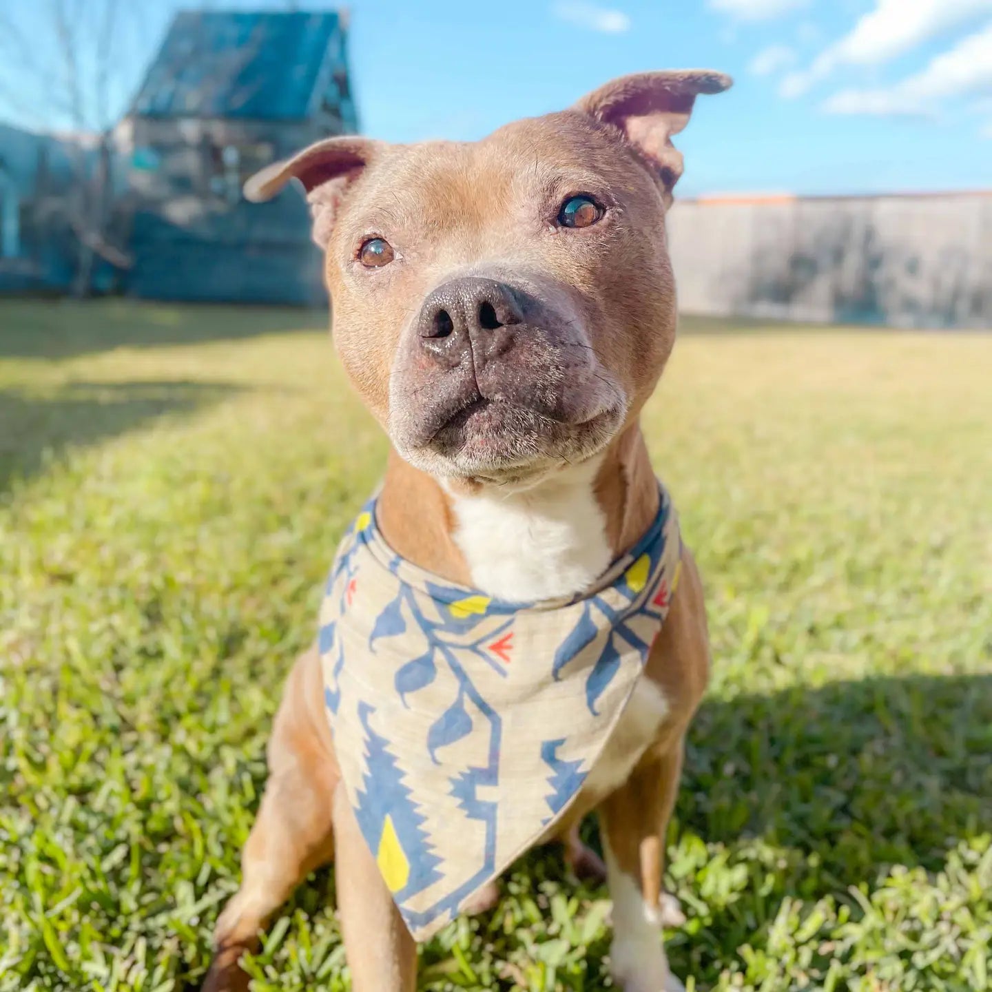 Pet Bandana Made From Recycled Sarees