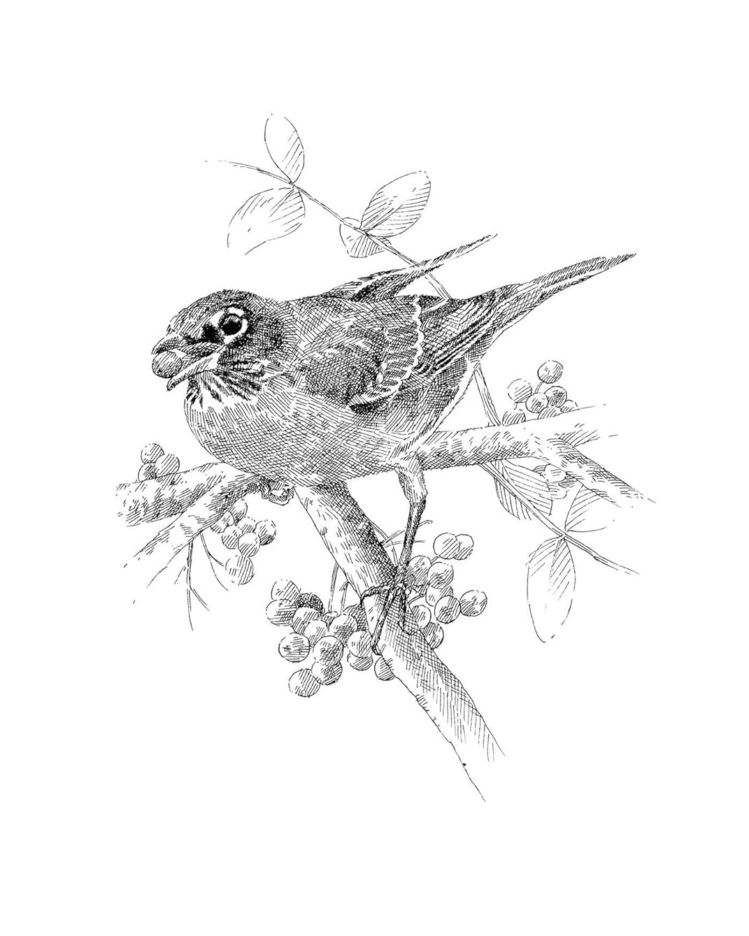 The Serviceberry: Abundance and Reciprocity in the Natural World