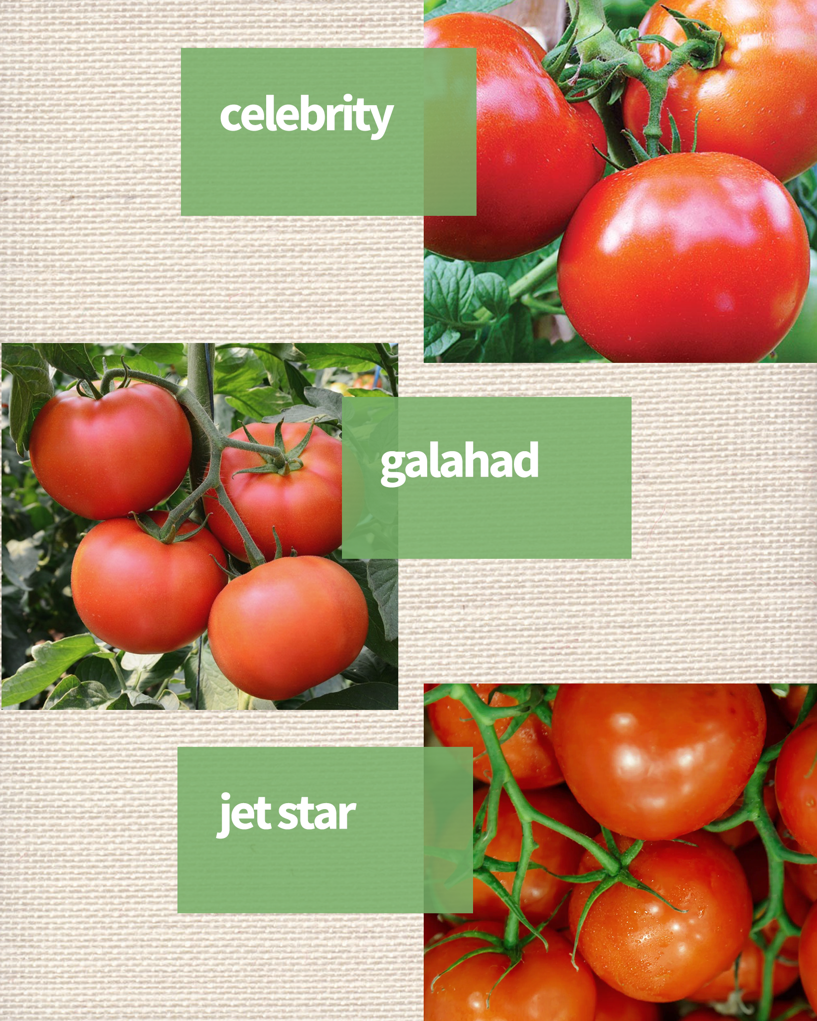 Hyrbid tomatoes