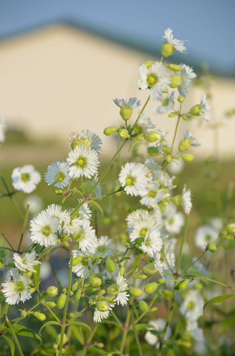 Silene stellata - Starry Campion