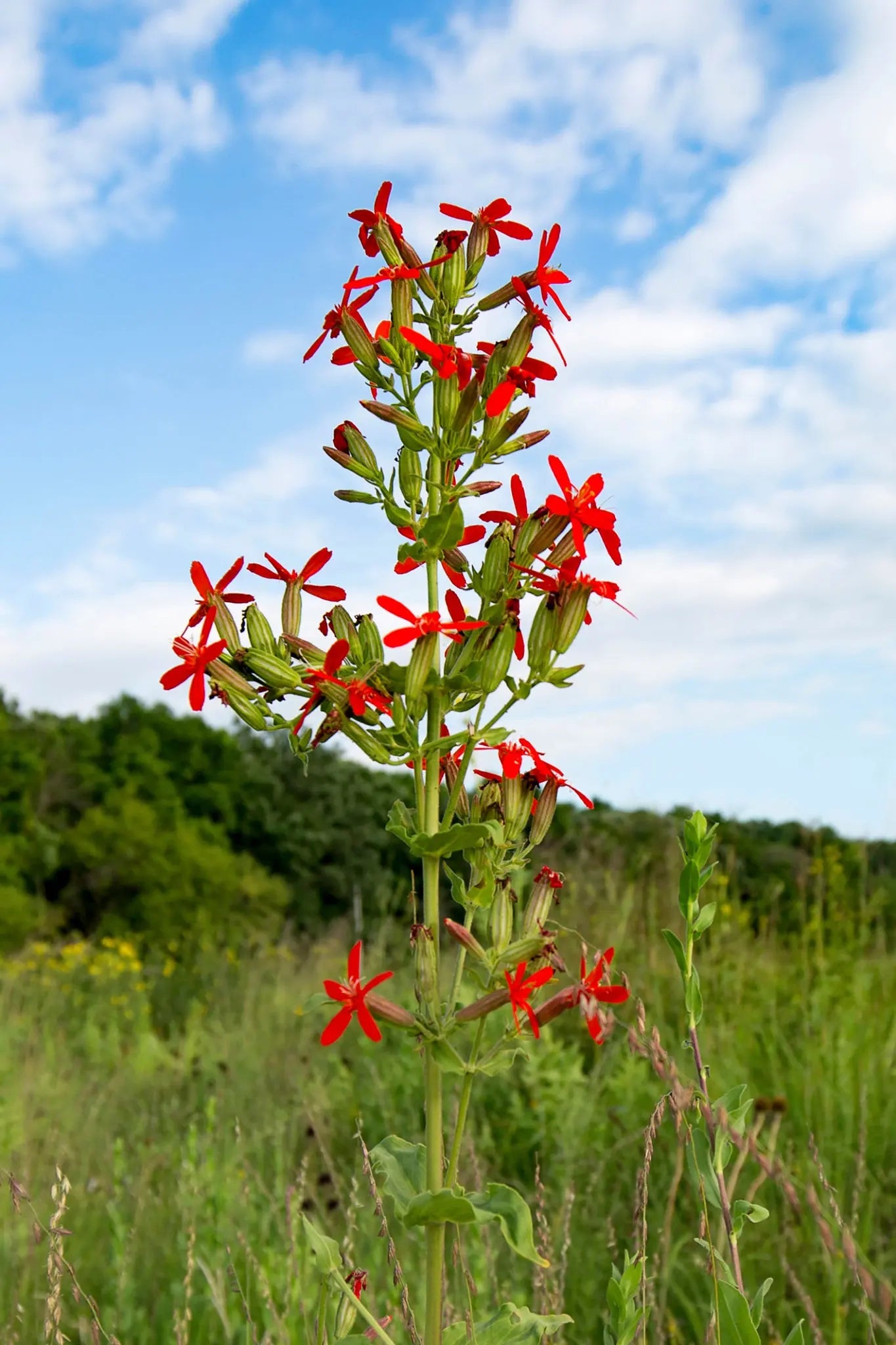 Silene regia - Royal Catchfly