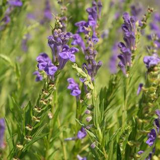 Scutellaria spp. - Skullcap