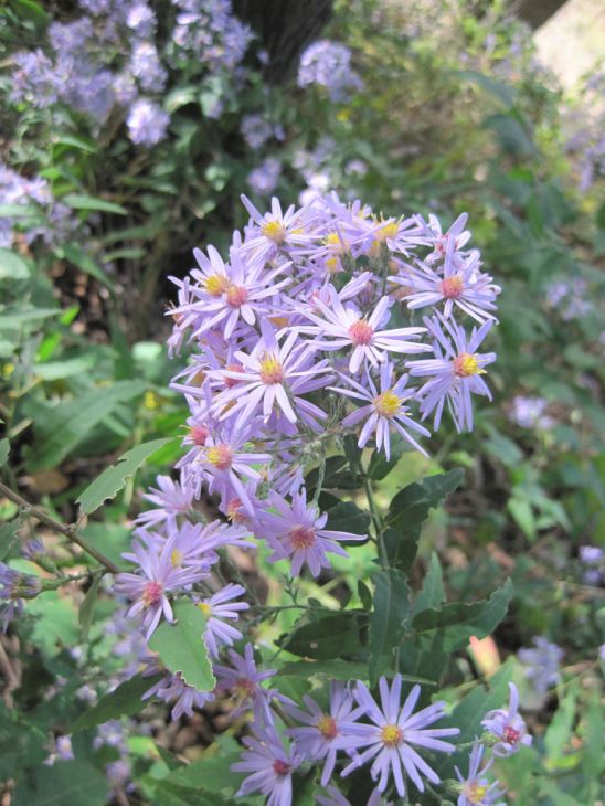 Symphyotrichum shortii - Short's aster