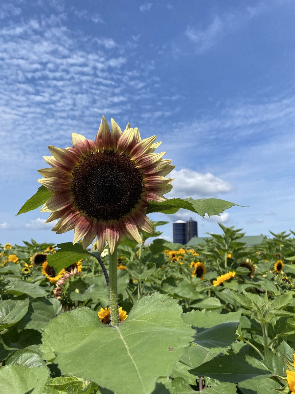 Trustees member pricing TFI - PYO Sunflowers off-schedule time slot