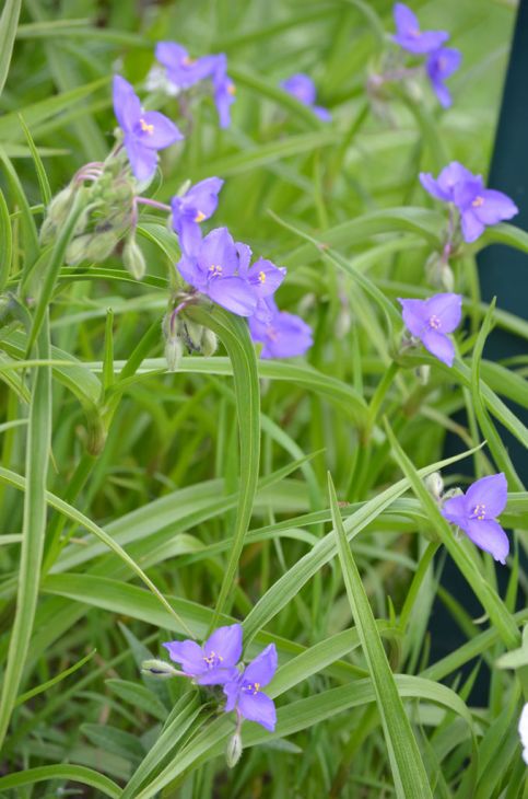 Tradescantia bracteata - Prairie Spiderwort