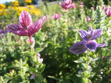 Tricolor Salvia