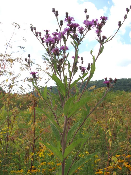 Vernonia noveboracensis - New York Ironweed