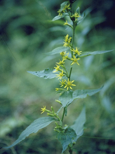 Solidago flexicaulis - Zigzag Goldenrod