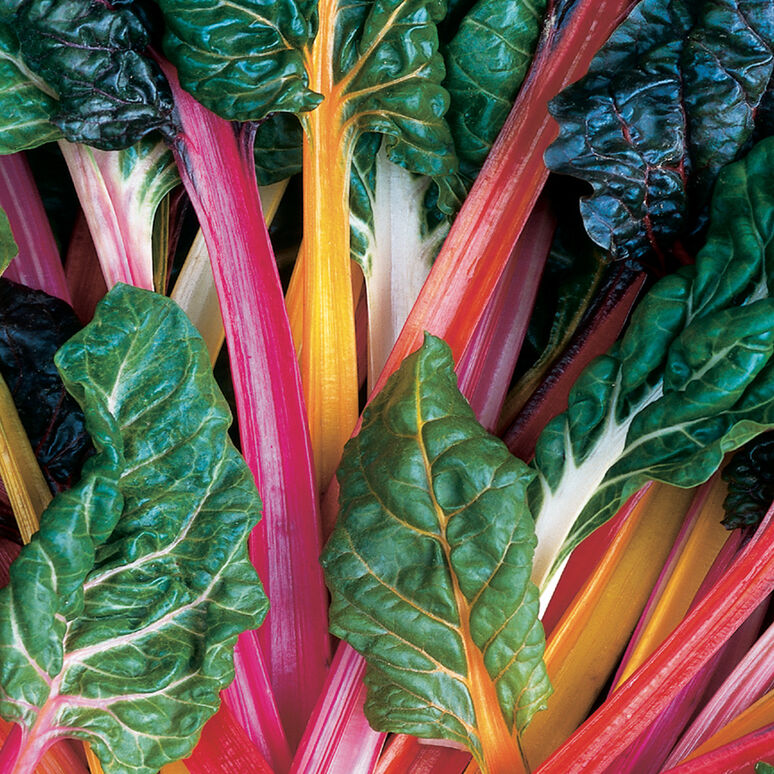 Swiss Chard - Bright Lights