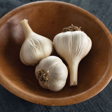 Garlic Seed