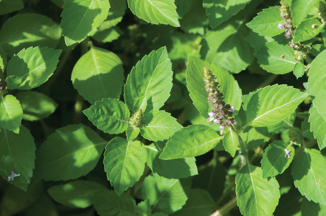 Tulsi or Holy Basil