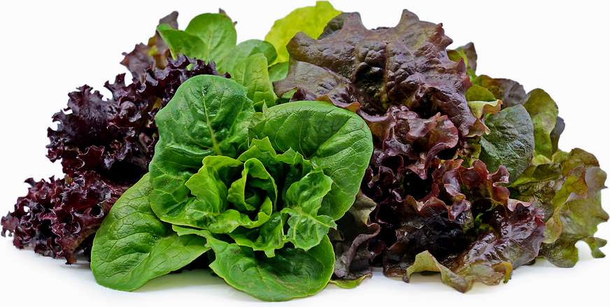 Mixed Lettuce Packs