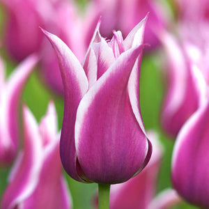 Naumkeag Tulip Bulbs - 2024 Preorder for Fall Planting
