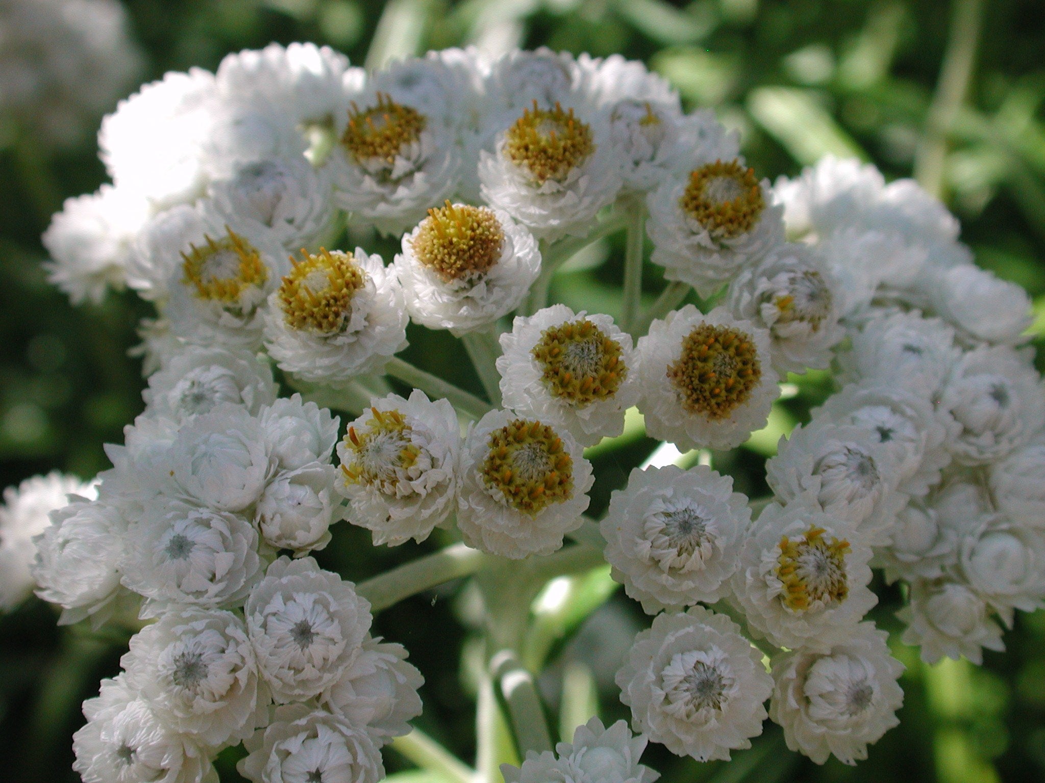 Anaphalis margaritacea - Pearly Everlasting