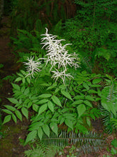 Load image into Gallery viewer, Aruncus dioicus - Goat&#39;s Beard
