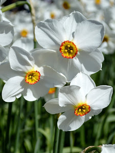 Naumkeag Daffodil Bulbs - 2024 Preorder for Fall Planting