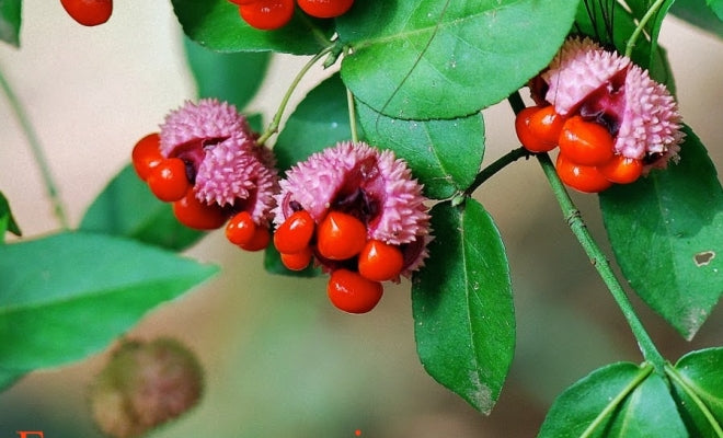 Euonymus americanus - Hearts-A-Bursting